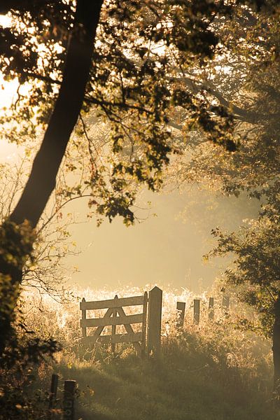 Frischer Herbstmorgen von Martine Posthumus Meyjes