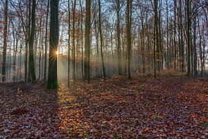 Winterwald