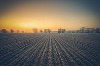 Field at sunrise