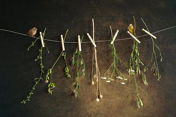 Stilleven met Mus en Appelvink van Marijke Trienekens