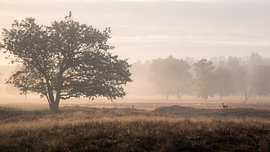 A misty start in Westerwolde