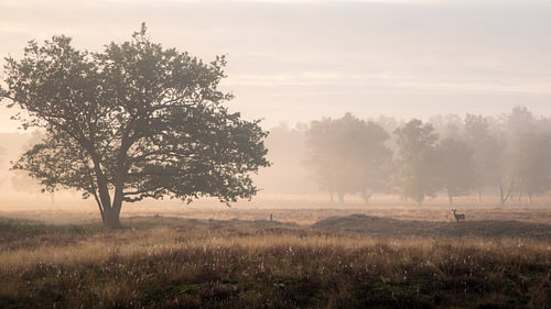 Nebliger Start in Westerwolde