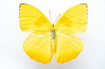 Bright yellow butterfly Phoebis philea art print - insects nature and travel photography by Christa Stroo photography