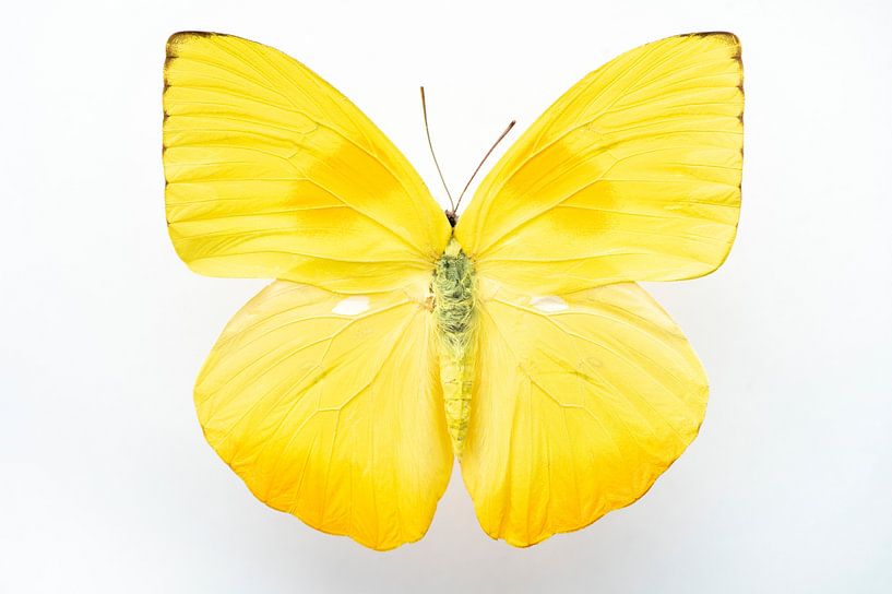 Papillon jaune vif Phoebis philea impression d'art - insectes photographie de nature et de voyage par Christa Stroo photography