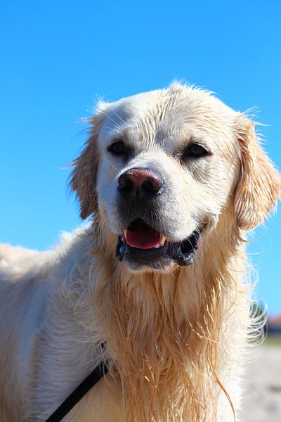 Golden Retriever very alert by Simone Marsig