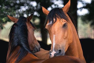 Wilde paarden op de veluwen knuffelen elkaar van Jolanda Aalbers