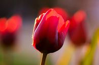 rote Tulpe von Tania Perneel Miniaturansicht