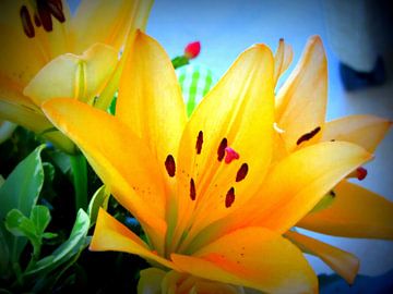 Gorgeous yellow Flowers