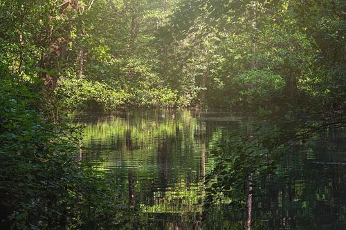 Paradiesischer Ort im Wald