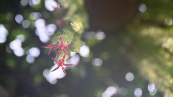 Rote Blume in Bokeh-Licht