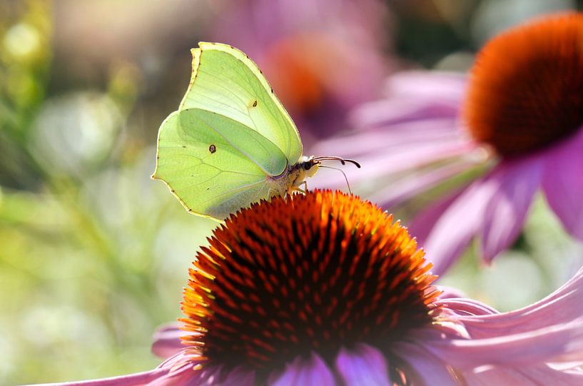 Butterfly by Violetta Honkisz