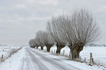 Row of Pollard willows ( Salix sp. ) along a road in winter, snow