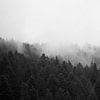 Forest in the mist #1 van Floris Kok