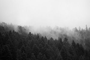 La forêt dans la brume #1 sur Floris Kok