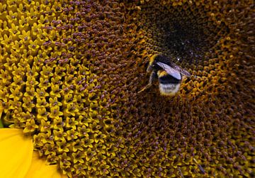 Hummel auf der Suche nach Pollen in einer Sonnenblume von Bram Lubbers