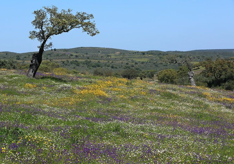 Wilde bloemen in de Alentejo by Jacques van der Neut
