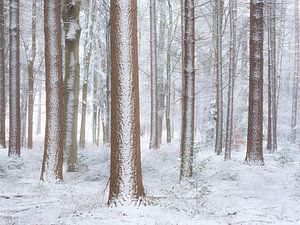 Schnee bedeckt Waldbäume im Winter - De Moeren, nede