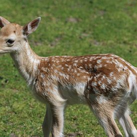 young Fallow deer (dama dama) sur michael meijer