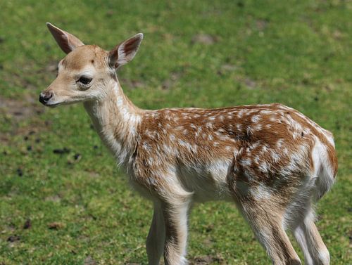 damhert (Dama dama) kalf sur michael meijer