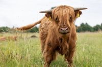 Schotse hooglander onder de vliegen