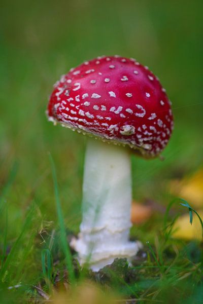 New fly agaric by Zoë Golsteijn