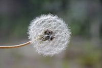 Paardenbloembloem op groene achtergrond
