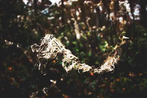 Style my Home series by Liberty Ragazza Biesma