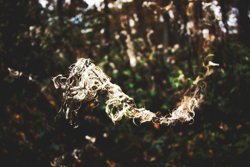 Style my Home series by Liberty Ragazza Biesma by Liberty Biesma