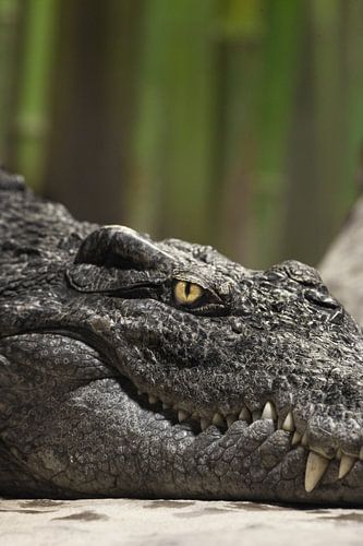 Het koude berekenende gele oog van een reptiel