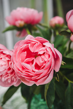 Rosa Pfingstrosen