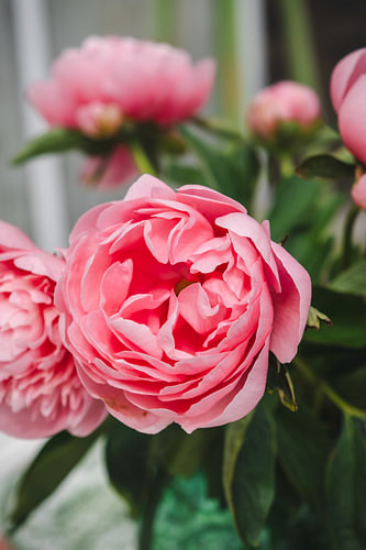 Pivoines roses