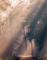 Het bos en haar geheimen
