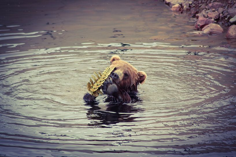 Braunbär Schweden von Berber Velthuis