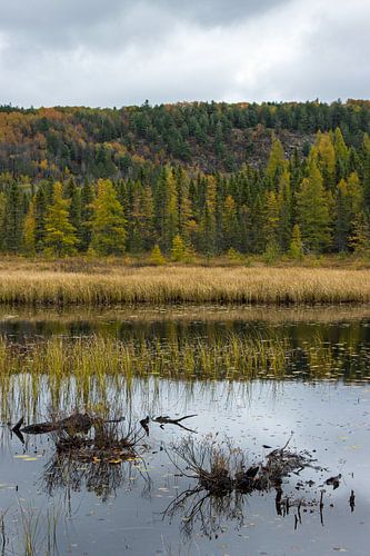 Algonquin Provincial Park in Ontario, Canada
