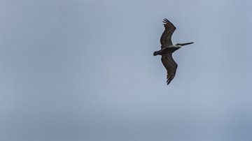 USA, Florida, Grote volwassen bruine pelikaan hoog in de lucht vliegend aan de kust van adventure-photos