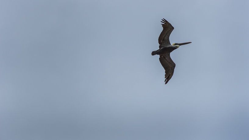 USA, Florida, Riesiger erwachsener brauner Pelikan fliegt hoch oben in der Luft an der Küste von adventure-photos