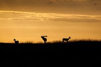 Bronst op de Hoge Veluwe