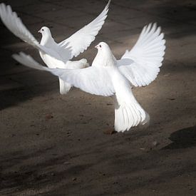 Two white doves taking off by Ralf Köhnke