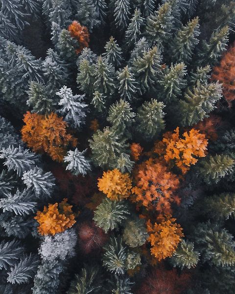 Blick von oben auf den Wald von fernlichtsicht