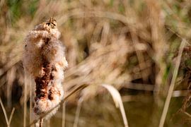 Flaumiges Rohrkolben in einem sonnigen Feuchtgebiet verbreitet seine Samen von Dlanor