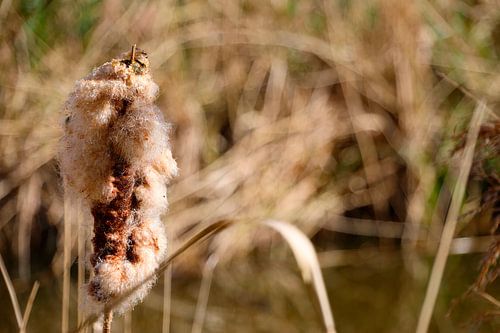 Un roseau duveteux dans une zone humide ensoleillée disperse ses graines