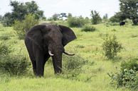 afrikaanse olifant van ChrisWillemsen thumbnail
