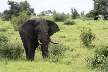 afrikaanse olifant by ChrisWillemsen