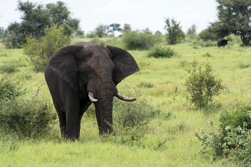 afrikaanse olifant van ChrisWillemsen
