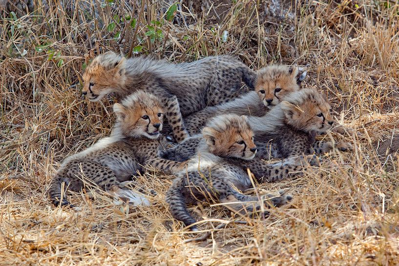 5 Sweetones by Peter Michel