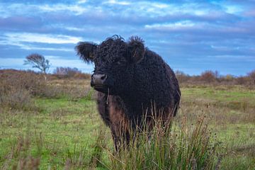 Grazende koe op Texel van Dick Hooijschuur