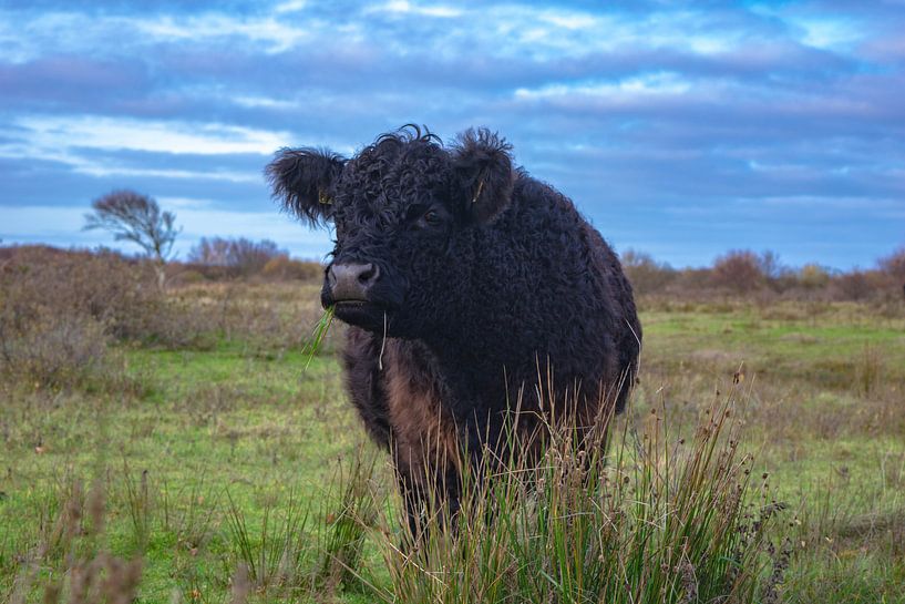 Grazende koe op Texel van Dick Hooijschuur