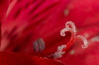 Alstroemeria