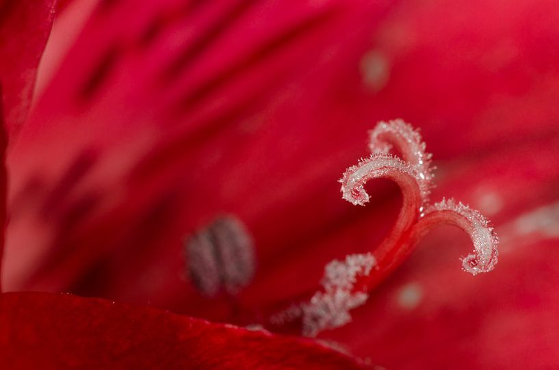 Alstroemeria par Ludo Beckers