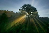 The rising sun shines through the tree